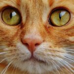 じんま疹に対する可視総合光線療法 2