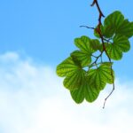 夜間頻尿と可視総合光線療法