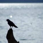 線維筋痛症による痛みが光線療法で緩和している症例
