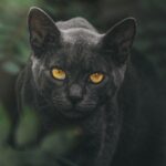線維筋痛症による痛みが光線治療で緩和している症例 3