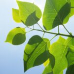 肝臓病（脂肪肝、自己免疫性肝炎、肝硬変）に対する可視総合光線療法 7